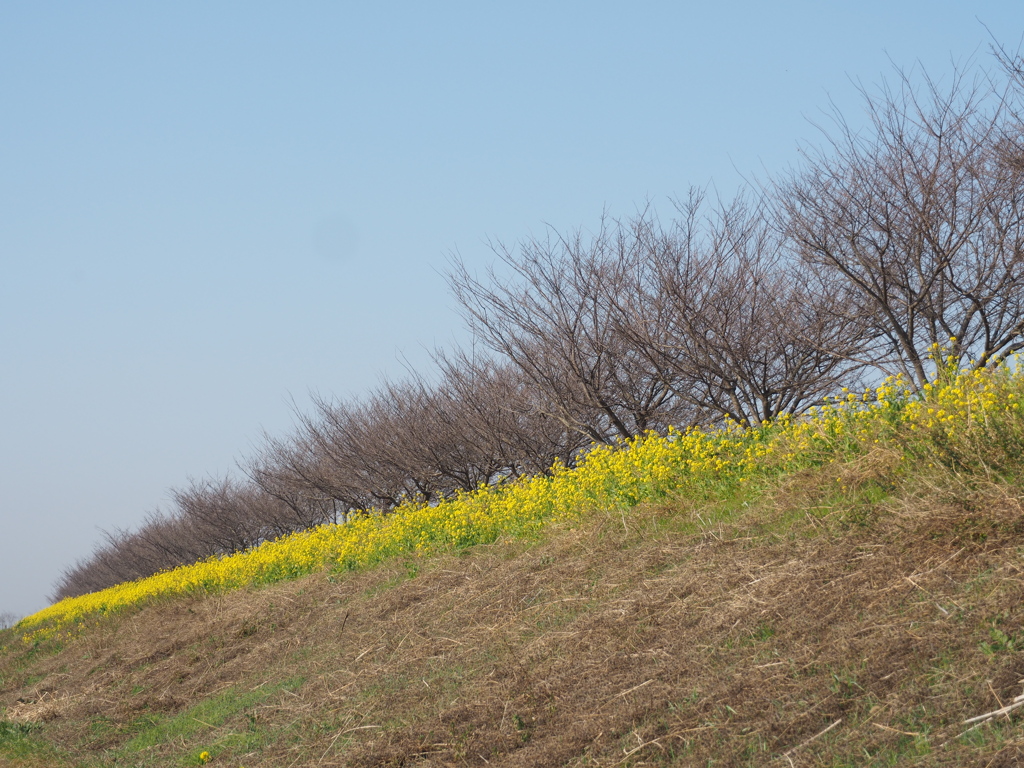 土手の菜の花