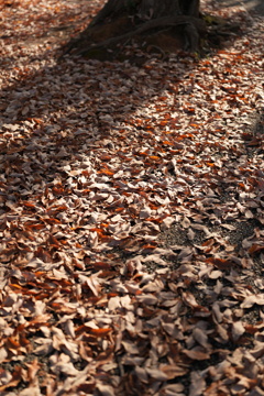 落ち葉の絨毯
