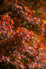 雨上がりの紅葉