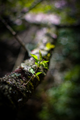 桜の葉