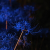 青い彼岸花