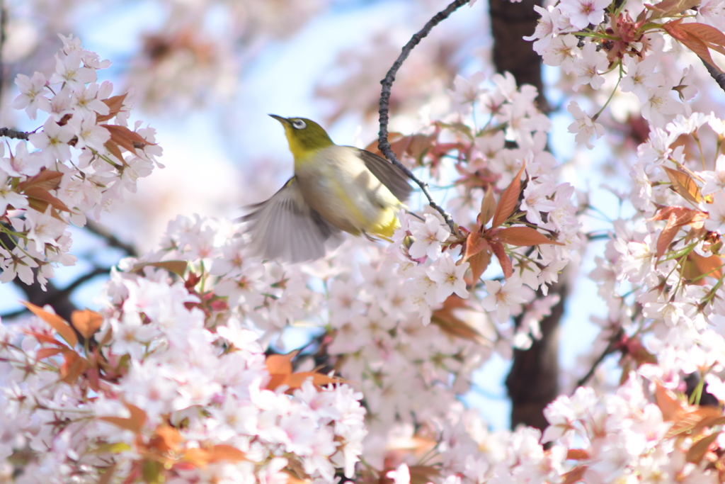 桜とメジロ３