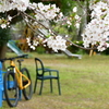 近所のお宮の満開の桜と黄色い自転車