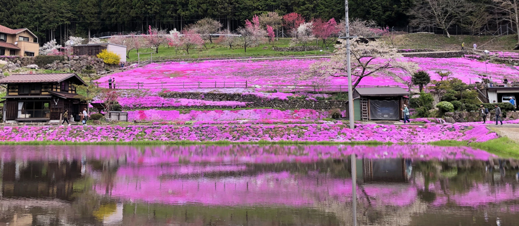 國田家の芝桜