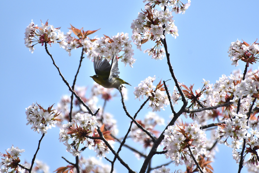 桜とメジロ