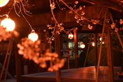 桜満開前のお宮の夜