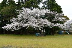 この木なんの木に似てる桜の木