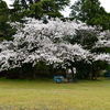 この木なんの木に似てる桜の木