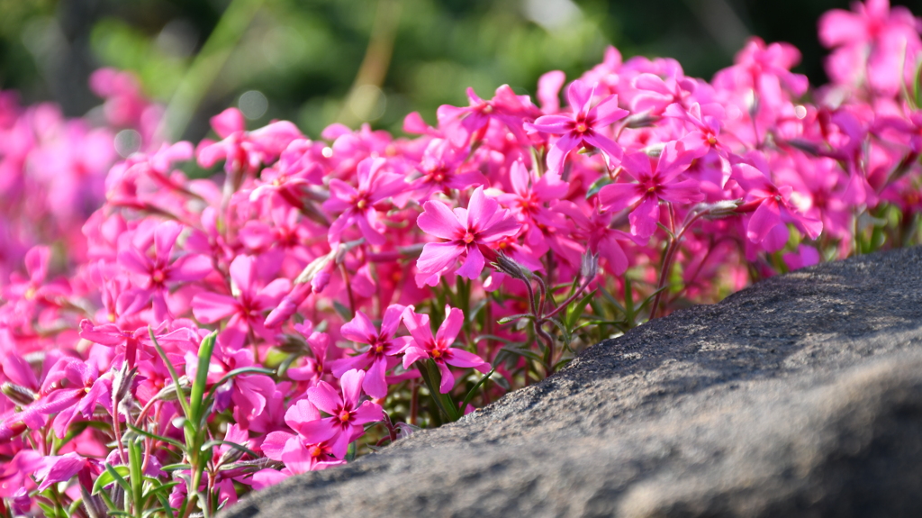 庭にも小さな春がきた_芝桜