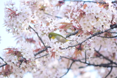 桜とメジロ１