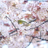 桜とメジロ１