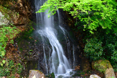 岐阜公園　新緑と御手洗の滝