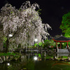 夜の日中友好庭園 枝垂れ桜