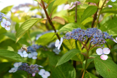 みつばちハッチー花粉団子が重い