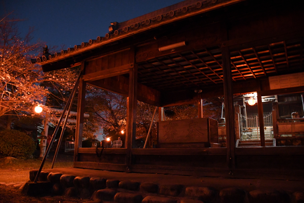 桜の季節の夜のお宮