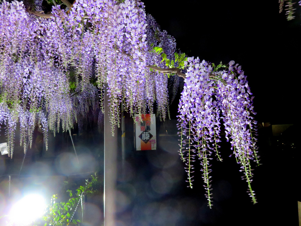 竹鼻別院のフジ祭り　ライトアップ
