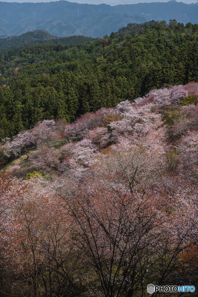 奈良県 吉野山の桜