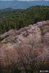 奈良県 吉野山の桜