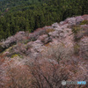 奈良県 吉野山の桜