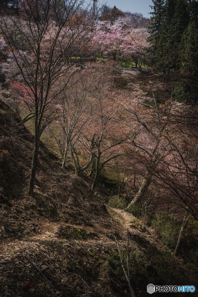 奈良県　吉野山の桜