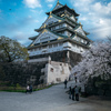 大阪城と桜