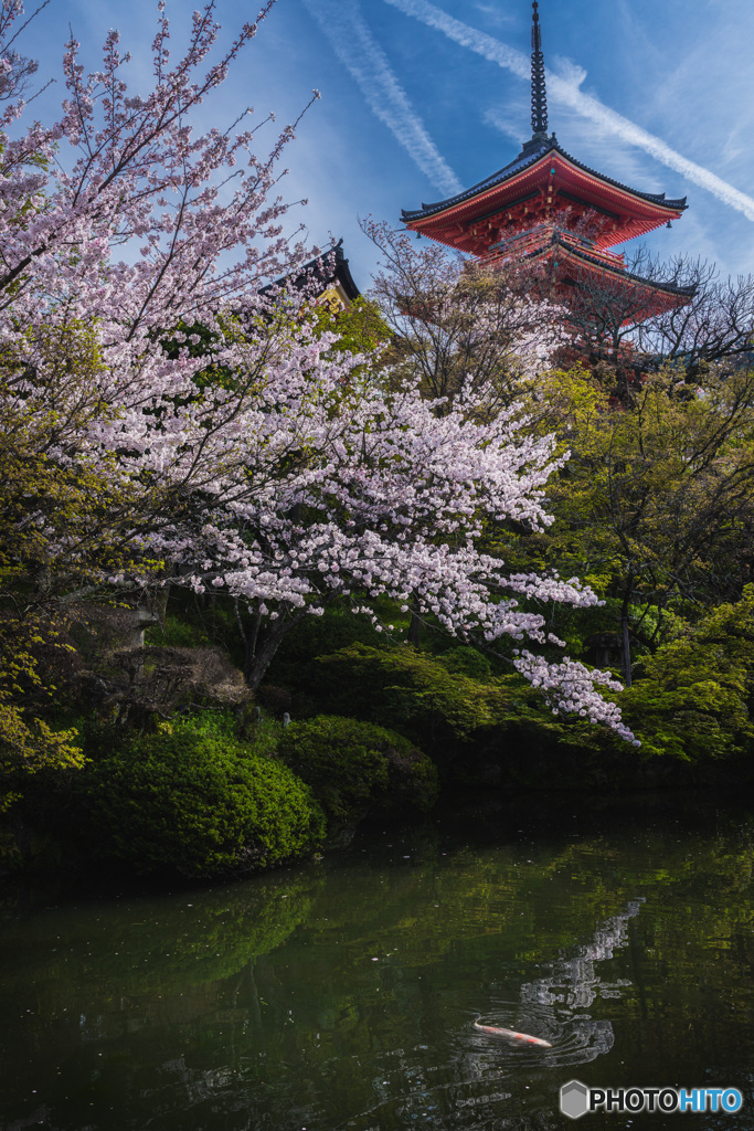 清水寺の桜景色