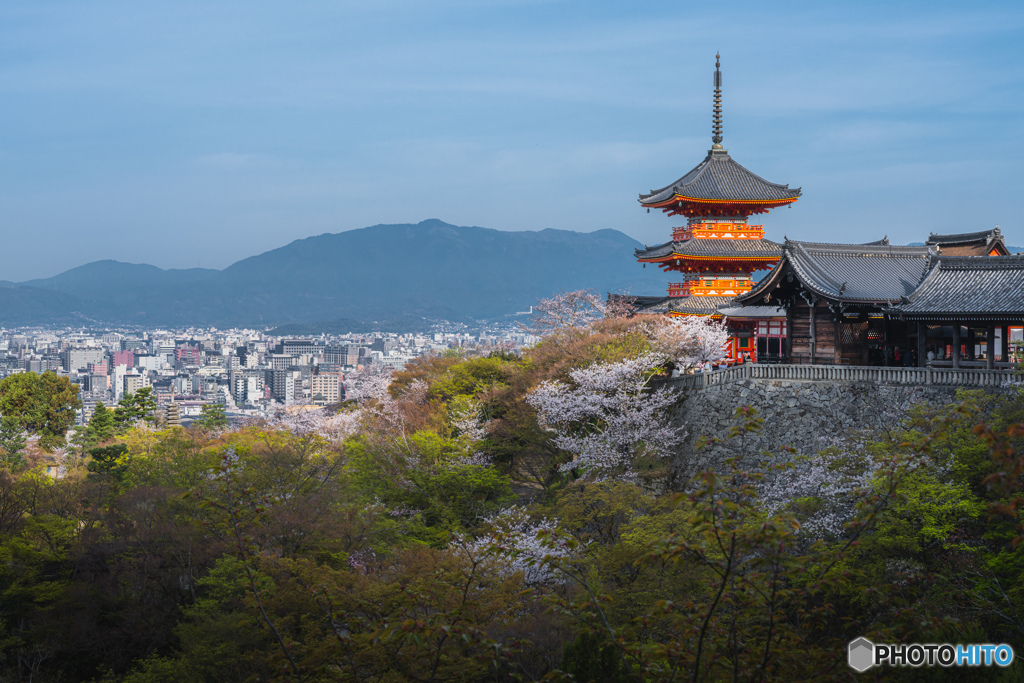 清水寺の桜