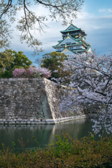 大阪城の桜