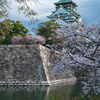 大阪城の桜