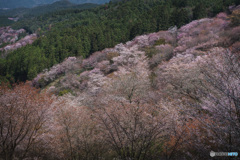 吉野山の桜景色