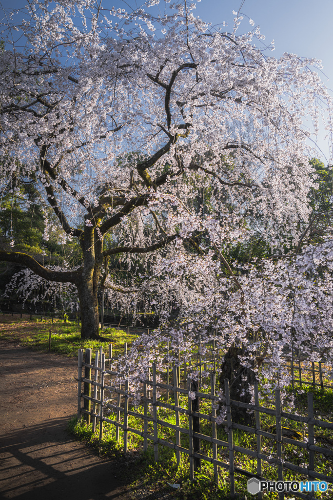 京都御苑の桜