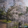 京都御苑の桜