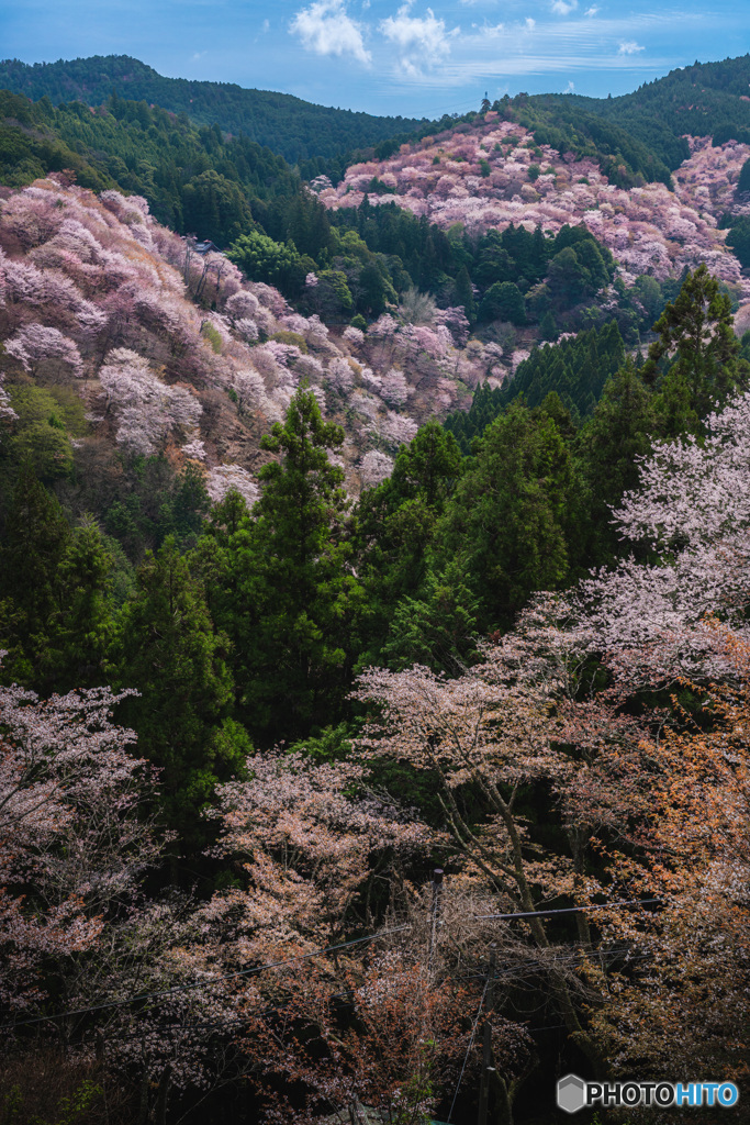 吉野山の一目千本桜