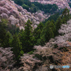 吉野山の一目千本桜