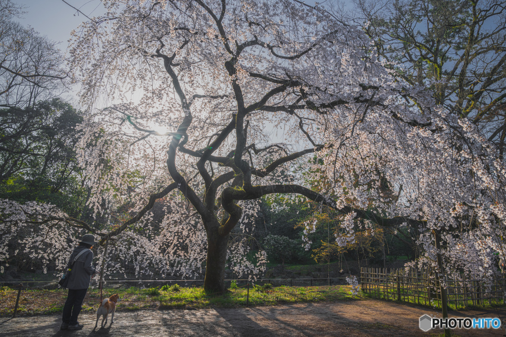 朝日に照らされる京都御苑の桜