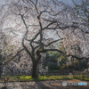 朝日に照らされる京都御苑の桜