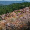 吉野山の桜