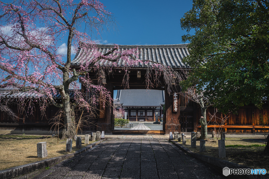 妙覺寺の桜