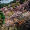 吉野山の桜