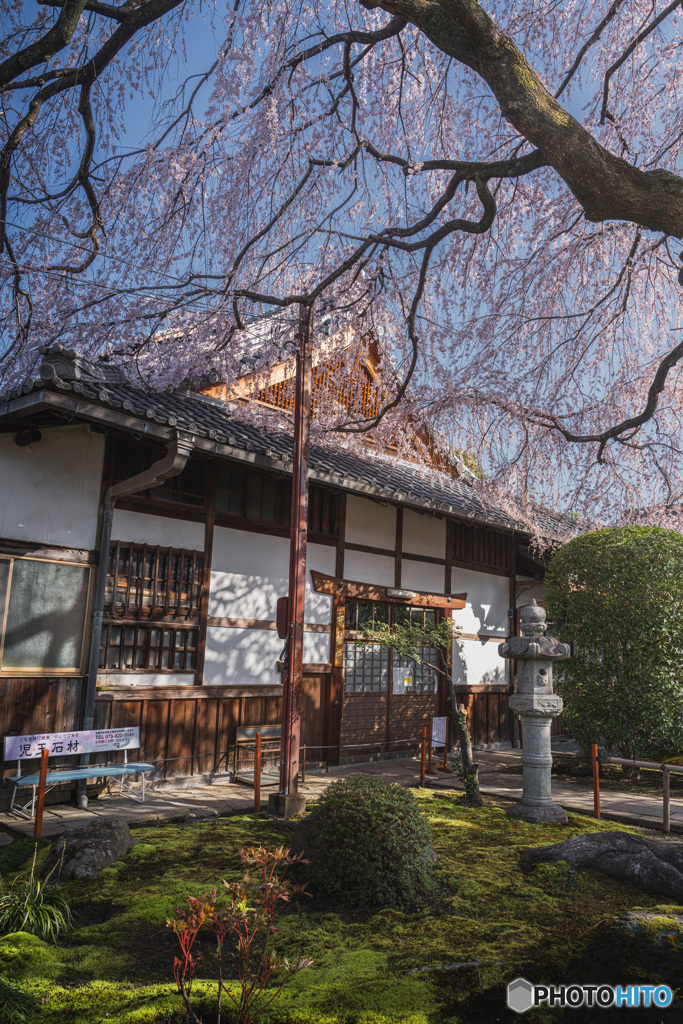 京都 本満寺の桜