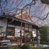 京都 本満寺の桜