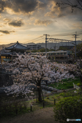 夕暮れの桜と電車の風景