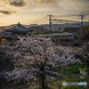 夕暮れの桜と電車の風景