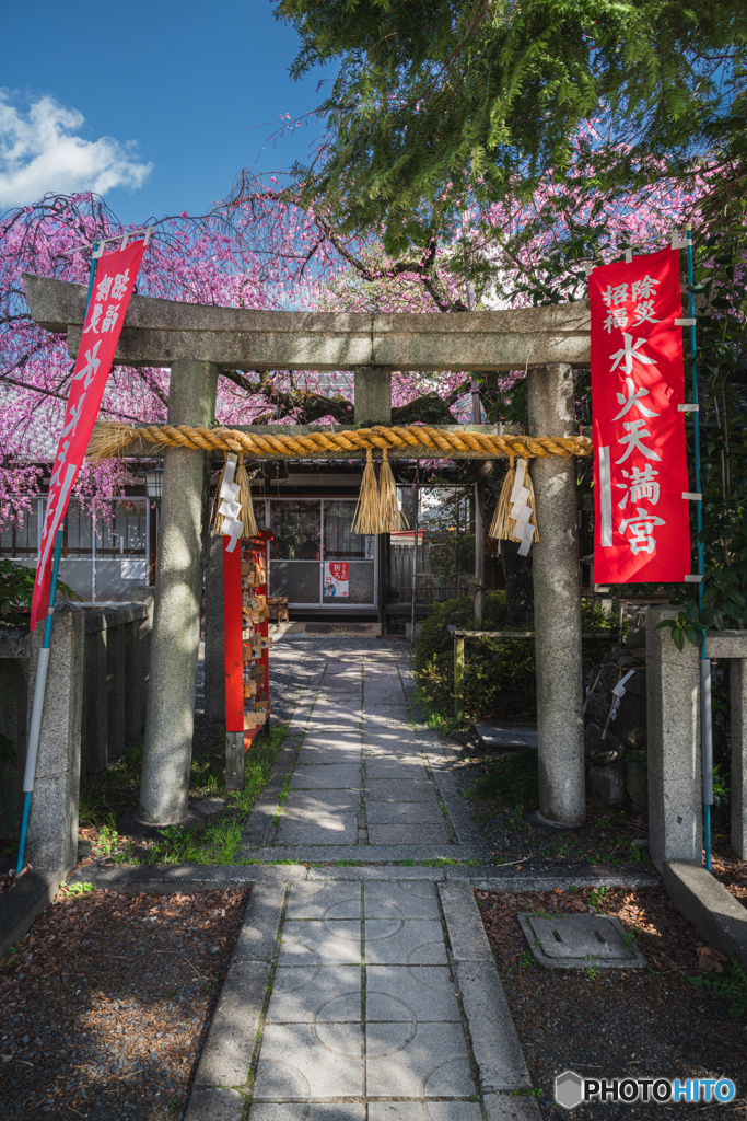 桜と鳥居