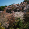 吉野山の桜