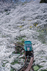 満開の桜の中をゆく