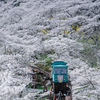 満開の桜の中をゆく