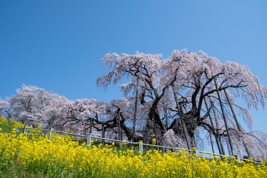 三春滝桜