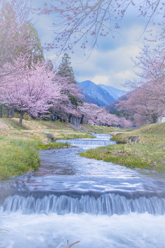 観音寺川の桜並木