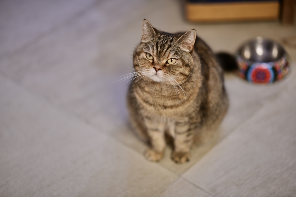 私のお気に入りの猫